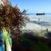 Seaweed farming is empowering women in Kenya