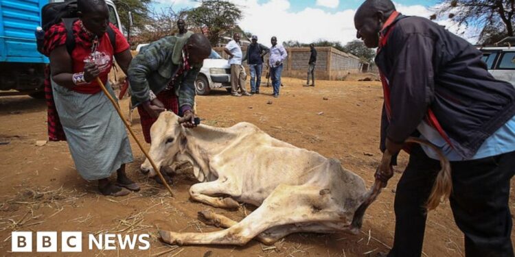 Why Kenya is turning to genetically modified crops to help with drought Why Kenya is turning to genetically modified crops to help with drought