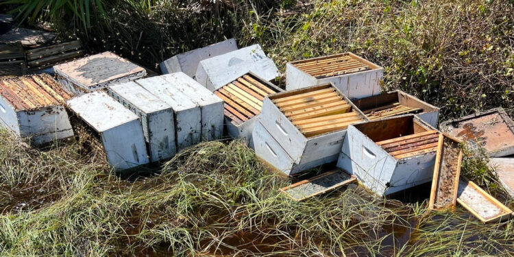 Florida’s Beekeepers Reel From Hurricane Ian Florida’s Beekeepers Reel From Hurricane Ian