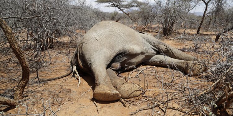 Hundreds of elephants, zebras die as Kenya weathers drought
