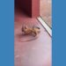 Video Lizards wrestle in Australia's Northern Territory – ABC News