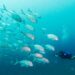 How an underwater film inspired a marine protected area off Kenya’s coast How an underwater film inspired a marine protected area off Kenya’s coast