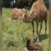 Plea for help after baby camel is stolen Plea for help after baby camel is stolen