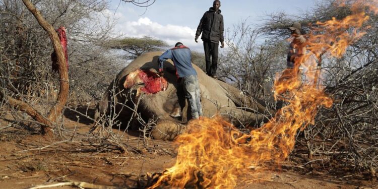 Officials talk biodiversity as drought stunts Kenya wildlife | World News Ap