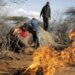 Officials talk biodiversity as drought stunts Kenya wildlife | World News Ap
