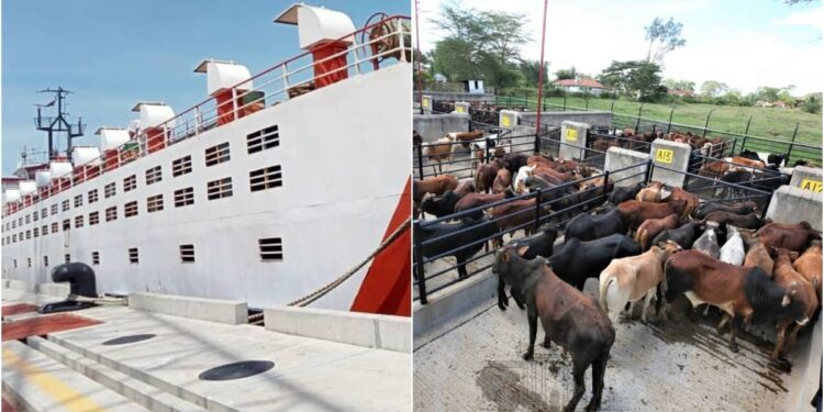 Kenya Exports Over 2,900 Live Animals to Oman as Drought Bites Kenya Exports Over 2,900 Live Animals to Oman as Drought Bites