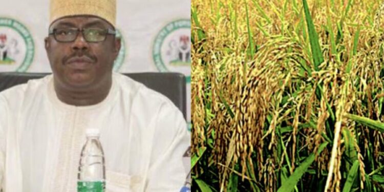 FG Launches New Initiatives To Boost Nigeria’s Rice Revolution FG Launches New Initiatives To Boost Nigeria’s Rice Revolution