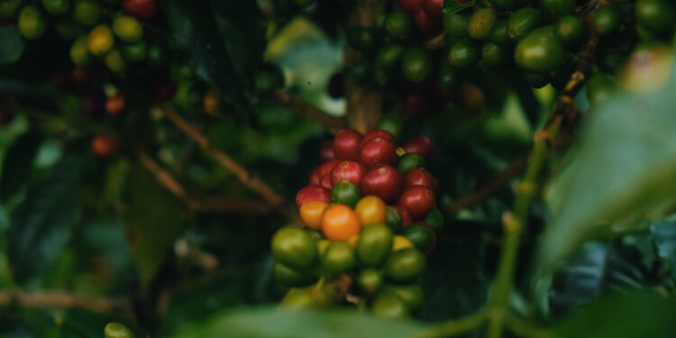 Ethiopia Green Coffee Specialist Catalyst Trade Expands Into Peru, KenyaDaily Coffee News by Roast Magazine Ethiopia Green Coffee Specialist Catalyst Trade Expands Into Peru, KenyaDaily Coffee News by Roast Magazine