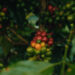 Ethiopia Green Coffee Specialist Catalyst Trade Expands Into Peru, KenyaDaily Coffee News by Roast Magazine