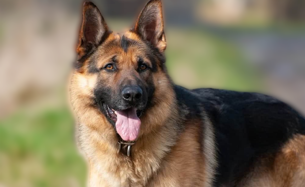 Tragedy as 12 year old gets mauled to death by twelve dogs – Kenya News Agency Tragedy as 12 year old gets mauled to death by twelve dogs – Kenya News Agency