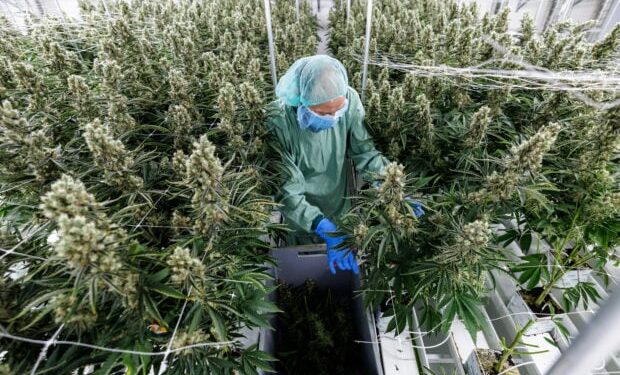 Germany’s homegrown cannabis industry awaits legalization Germany’s homegrown cannabis industry awaits legalization