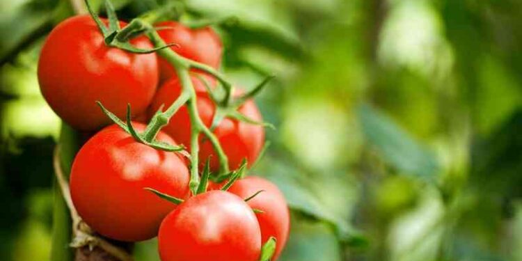 Numbers don’t lie: Harsh realities that forced Kenya to go GMO way