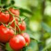 Numbers don’t lie: Harsh realities that forced Kenya to go GMO way