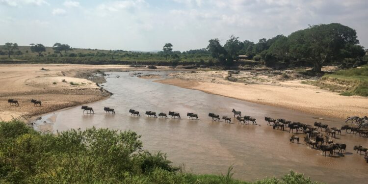 Zebras, elephants among hundreds of deaths in Kenya due to drought Zebras, elephants among hundreds of deaths in Kenya due to drought