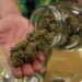 Some illegal cannabis shops operating in NYC are selling weed contaminated with salmonella and pesticides, survey says