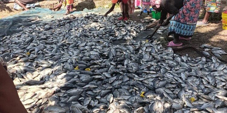 ‘Thousands of livelihoods destroyed’ after masses of fish die in Kenya’s Lake Victoria ‘Thousands of livelihoods destroyed’ after masses of fish die in Kenya’s Lake Victoria