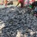 ‘Thousands of livelihoods destroyed’ after masses of fish die in Kenya’s Lake Victoria ‘Thousands of livelihoods destroyed’ after masses of fish die in Kenya’s Lake Victoria