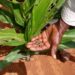 150 acres of maize plantation destroyed by armyworm – Kenya News Agency 150 acres of maize plantation destroyed by armyworm – Kenya News Agency