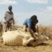 Kenya says it needs 0 million to fight worsening drought Kenya says it needs 0 million to fight worsening drought