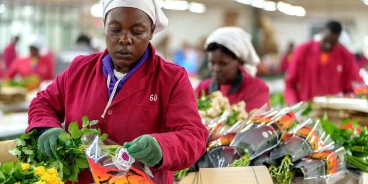 Kenya and Dutch go paperless in verifying horticultural exports Kenya and Dutch go paperless in verifying horticultural exports