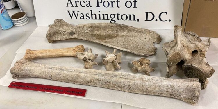 Virginia woman caught bringing giraffe, zebra bones back from trip to Africa: CBP