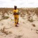 Kenya to import 1st genetically modified maize amid drought, food shortage Kenya to import 1st genetically modified maize amid drought, food shortage