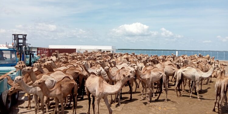 Second livestock export to Oman leaves Kenya’s Lamu port