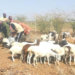 Over 64,000 goats and sheep vaccinated in Turkana – Kenya News Agency Over 64,000 goats and sheep vaccinated in Turkana – Kenya News Agency