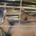 Be caring and respect animal rights during transport, says livestock officer – Kenya News Agency Be caring and respect animal rights during transport, says livestock officer – Kenya News Agency