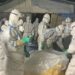 Government alerts farmers over sharp rise in bird flu cases Government alerts farmers over sharp rise in bird flu cases