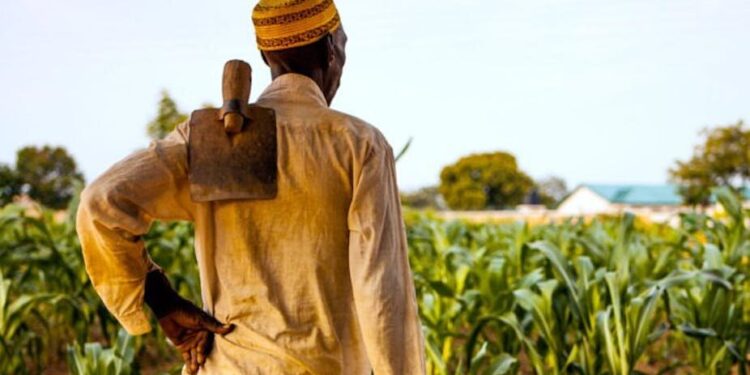 Why farmers in northern Ghana go to bed hungry Why farmers in northern Ghana go to bed hungry
