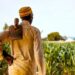 Why farmers in northern Ghana go to bed hungry Why farmers in northern Ghana go to bed hungry