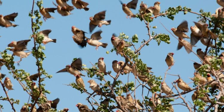 Kenya’s Agriculture Authorities Defend Killing of Invasive Birds Kenya’s Agriculture Authorities Defend Killing of Invasive Birds