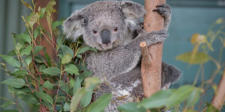 NSW Labor to spend  million on koala national park