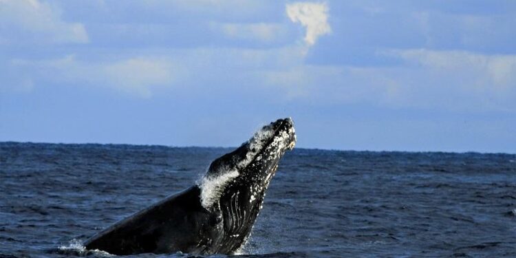 Hachijojima aims for sightseeing splash with whale sightings Hachijojima aims for sightseeing splash with whale sightings