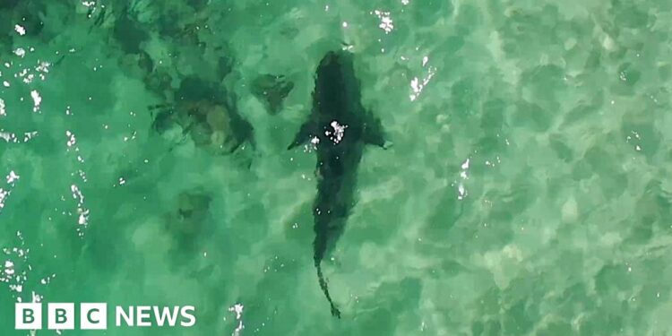 British drone user raises shark alarm in Australia British drone user raises shark alarm in Australia