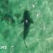 British drone user raises shark alarm in Australia British drone user raises shark alarm in Australia