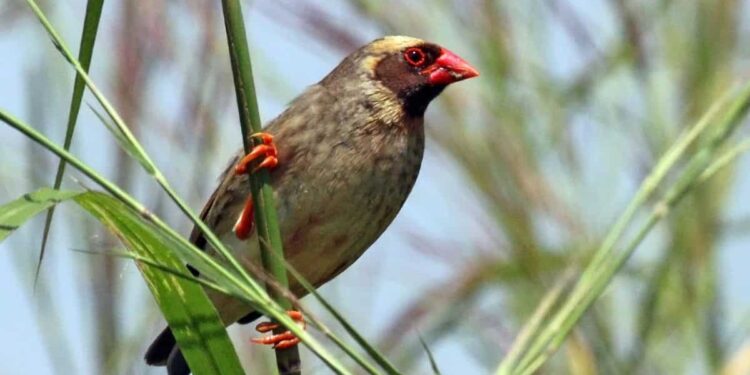 Kenya declares war against millions of birds. Here’s why Kenya declares war against millions of birds. Here’s why
