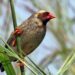 Kenya declares war against millions of birds. Here’s why Kenya declares war against millions of birds. Here’s why