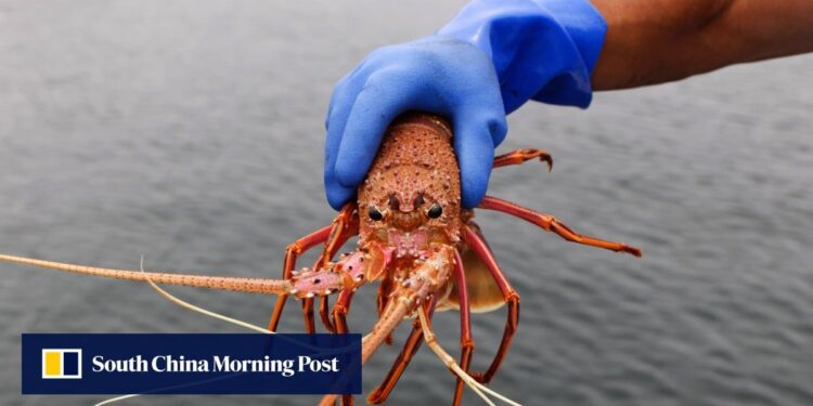 Australian rock lobsters face ‘severe’ competition if return to China market – South China Morning Post