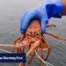 Australian rock lobsters face ‘severe’ competition if return to China market – South China Morning Post Australian rock lobsters face ‘severe’ competition if return to China market – South China Morning Post