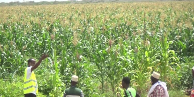 Training of Govt fertilizer subsidy officers kicks-off – Kenya News Agency Training of Govt fertilizer subsidy officers kicks-off – Kenya News Agency