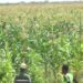 Training of Govt fertilizer subsidy officers kicks-off – Kenya News Agency Training of Govt fertilizer subsidy officers kicks-off – Kenya News Agency