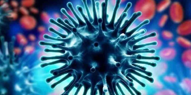 South Africa records outbreak of African swine fever South Africa records outbreak of African swine fever