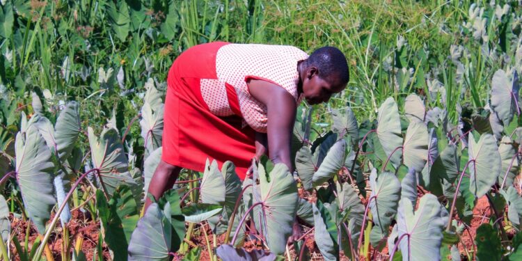 African states asked to embrace indigenous food crops – Kenya News Agency