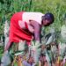 African states asked to embrace indigenous food crops – Kenya News Agency African states asked to embrace indigenous food crops – Kenya News Agency