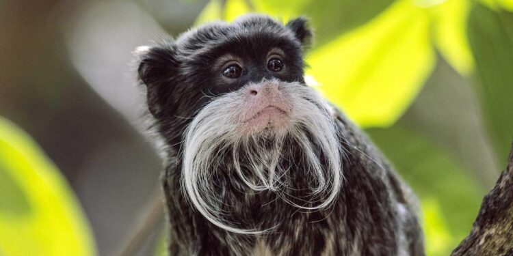 The Dallas Zoo’s missing monkeys were found inside a closet in an abandoned house, police say The Dallas Zoo’s missing monkeys were found inside a closet in an abandoned house, police say