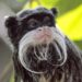 The Dallas Zoo’s missing monkeys were found inside a closet in an abandoned house, police say The Dallas Zoo’s missing monkeys were found inside a closet in an abandoned house, police say
