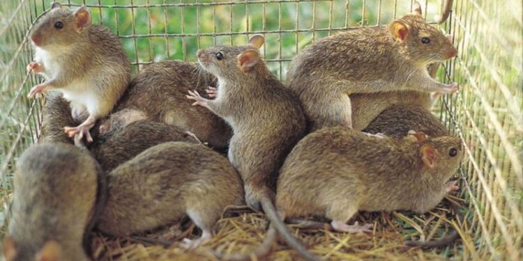 Nigeria records seven deaths, 105 infections in two weeks Nigeria records seven deaths, 105 infections in two weeks