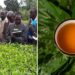 Healthy You: Kenyan Govt Invents Yellow Tea That Needs No Sugar Healthy You: Kenyan Govt Invents Yellow Tea That Needs No Sugar
